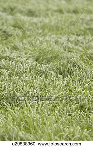 Stock Image - plant, plant life, flora, growth, green, environment. Fotosearch