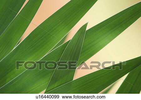 Stock Photo - plant, plant life, flora, growth, green, environment. Fotosearch