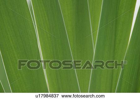 Stock Photo - plant, plant life, flora, growth, green, environment. Fotosearch