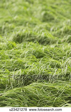 Stock Photo - plant, plant life, flora, growth, green, environment. Fotosearch