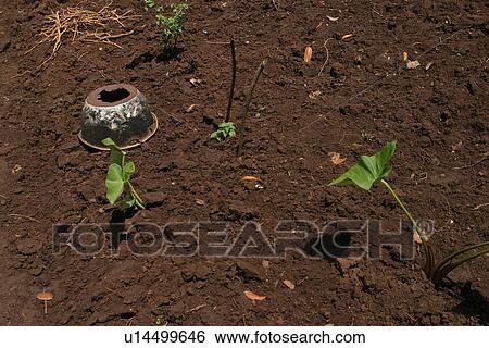 Stock Photograph - plant, plant life, flora, growth, green, environment. Fotosearch