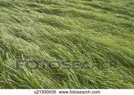 Stock Photography - plant, plant life, flora, growth, green, environment. Fotosearch