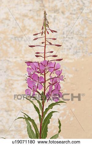 Stock Image - stamen, petal, grow, close-up, natured, wild. Fotosearch