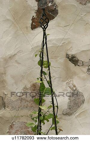 vegetation, creeper, leafage, wall, cement, plaster View Large Photo Image Stock Image - vegetation, creeper, leafage, wall, cement, plaster. Fotosearch