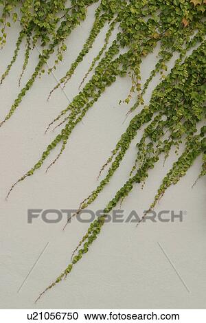 vegetation, creeper, leafage, wall, cement, plaster View Large Photo Image Stock Image - vegetation, creeper, leafage, wall, cement, plaster. Fotosearch