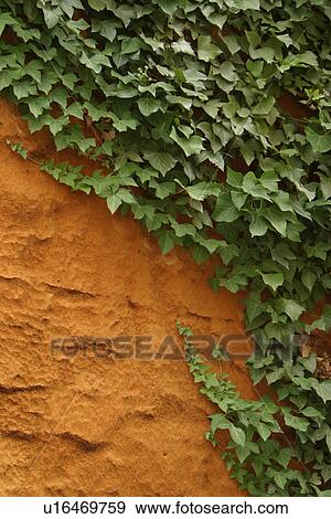 vegetation, creeper, leafage, wall, cement, plaster View Large Photo Image Stock Photo - vegetation, creeper, leafage, wall, cement, plaster. Fotosearch