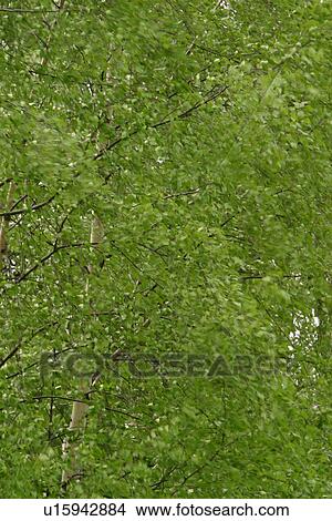 Picture - vegetation, wild, yield, fleshy, organic, foliage. Fotosearch