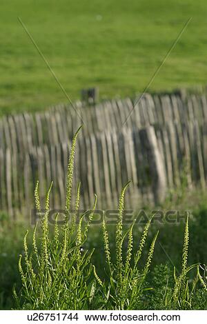 Picture - vegetation, wild, yield, fleshy, organic, foliage. Fotosearch