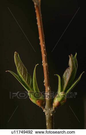 Stock Image - vegetation, wild, yield, fleshy, organic, foliage. Fotosearch