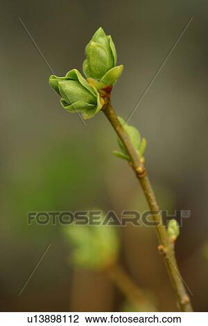Stock Image - vegetation, wild, yield, fleshy, organic, foliage. Fotosearch
