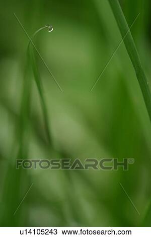 Stock Image - vegetation, wild, yield, fleshy, organic, foliage. Fotosearch