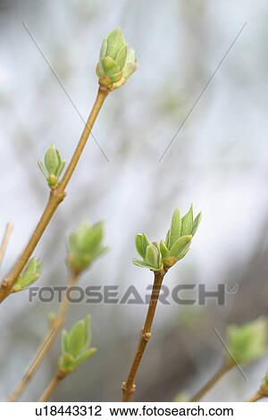 Stock Image - vegetation, wild, yield, fleshy, organic, foliage. Fotosearch