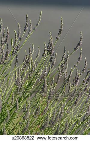 Stock Image - vegetation, wild, yield, fleshy, organic, foliage. Fotosearch