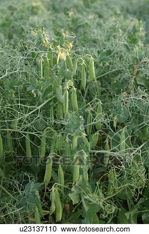 Stock Image - vegetation, wild, yield, fleshy, organic, foliage. Fotosearch