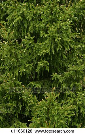 Stock Photo - vegetation, wild, yield, fleshy, organic, foliage. Fotosearch