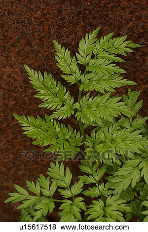 Stock Photo - vegetation, wild, yield, fleshy, organic, foliage. Fotosearch