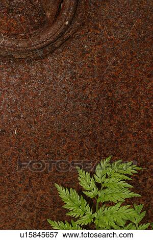 Stock Photo - vegetation, wild, yield, fleshy, organic, foliage. Fotosearch