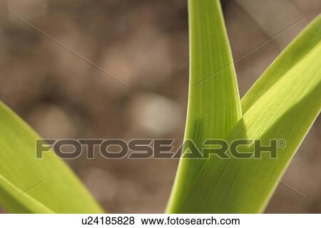 vegetation, wild, yield, fleshy, organic, foliage View Large Photo Image Stock Photo - vegetation, wild, yield, fleshy, organic, foliage. Fotosearch