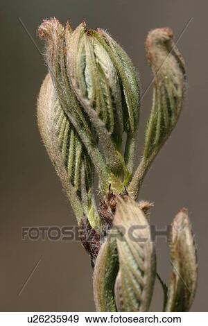 Stock Photo - vegetation, wild, yield, fleshy, organic, foliage. Fotosearch