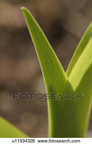 vegetation, wild, yield, fleshy, organic, foliage View Large Photo Image Stock Photograph - vegetation, wild, yield, fleshy, organic, foliage. Fotosearch