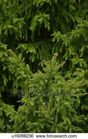 Stock Photograph - vegetation, wild, yield, fleshy, organic, foliage. Fotosearch