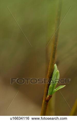 Stock Photograph - vegetation, wild, yield, fleshy, organic, foliage. Fotosearch