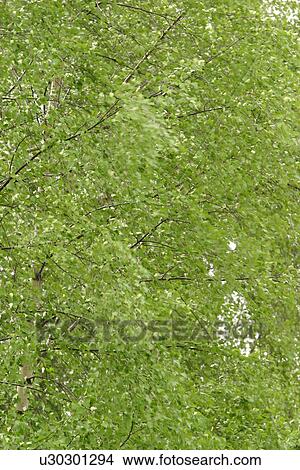 vegetation, wild, yield, organic, foliage, leaf shape View Large Photo Image Picture - vegetation, wild, yield, organic, foliage, leaf shape. Fotosearch