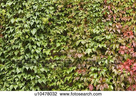 Vegetation, Yield, Organic, Foliage, Close-Up, Habitat View Large Photo Image Stock Image - Vegetation, Yield, Organic, Foliage, Close-Up, Habitat. Fotosearch