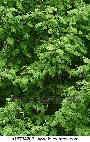 Stock Image - vegetation, yield, organic, foliage, outdoors, close-up. Fotosearch