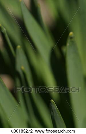 vegetation, yield, organic, foliage, outdoors, close-up View Large Photo Image Stock Image - vegetation, yield, organic, foliage, outdoors, close-up. Fotosearch