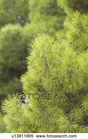 Stock Photography - Vegetation, Yield, Organic, Foliage, Outdoors, Close-Up. Fotosearch