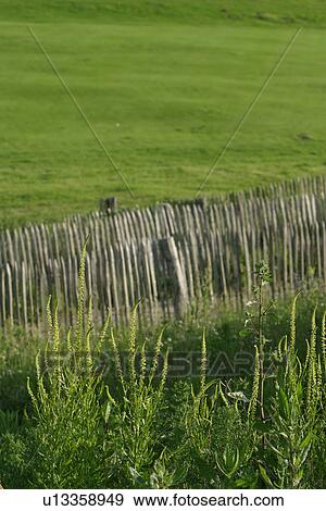 Stock Photo - wild, yield, fleshy, organic, foliage, leaf shape. Fotosearch