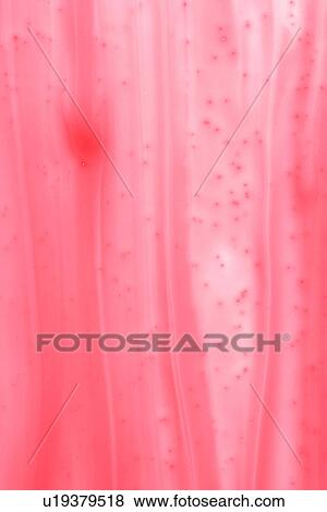Stock Photo - background, feel, close-up, texture, form, artistic. Fotosearch