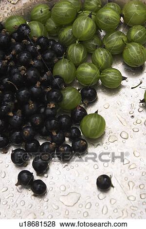 Stock Photo - Blackcurrant, Crop, Cultivated, Drupes, Edible. Fotosearch