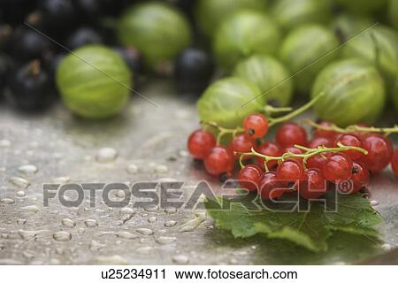 Stock Image - Blackcurrant, Cultivated, Crop, Cherries, Abundance. Fotosearch