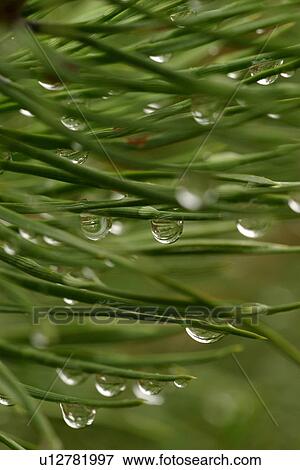 drop, droplet, moisture, water, vegetation, wild View Large Photo Image Stock Photo - drop, droplet, moisture, water, vegetation, wild. Fotosearch