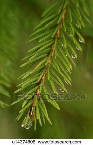 drop, droplet, moisture, water, vegetation, wild View Large Photo Image Stock Photo - drop, droplet, moisture, water, vegetation, wild. Fotosearch