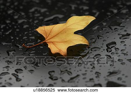 leaf, maple, maple leaf, orange, autumn, fall View Large Photo Image Stock Photography - leaf, maple, maple leaf, orange, autumn, fall. Fotosearch