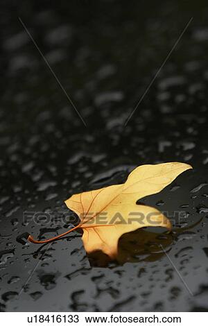 leave, dry, dew, drops, moisture, wet View Large Photo Image Stock Image - leave, dry, dew, drops, moisture, wet. Fotosearch