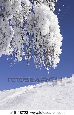 Stock Image - Bare Tree, Blue, Branch, Clear Sky, Covering. Fotosearch