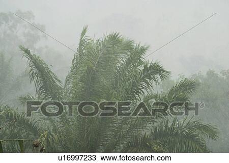 Stock Image - field, flora, grow, growth, life, plant. Fotosearch