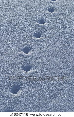 Stock Photograph - footsteps, footmark, marks, prints, footprints, surface. Fotosearch