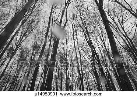 growth, dense, dense growth, natural, outdoors, plants View Large Photo Image Stock Image - growth, dense, dense growth, natural, outdoors, plants. Fotosearch