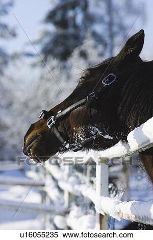 Stock Photography - Animal Head, Day, Close-Up, Bridle, Adult Animal. Fotosearch