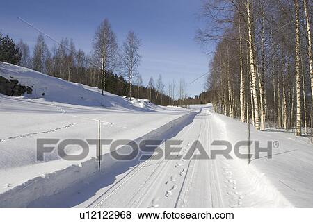 Bare Tree, Branch, Clear Sky, Day, Footprint View Large Photo Image Stock Photo - Bare Tree, Branch, Clear Sky, Day, Footprint. Fotosearch