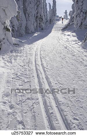 Stock Photo - Between, Covering, Day, Evergreen Tree, Forest. Fotosearch