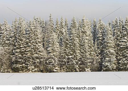blizzard, cold, autumn View Large Photo Image Picture - blizzard, cold, autumn. Fotosearch