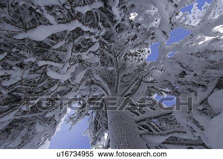 Stock Photography - Blue, Branch, Clear Sky, Day, Evergreen Tree. Fotosearch