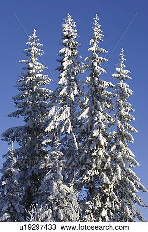 Blue, Clear Sky, Close-Up, Coniferous Tree, Covering View Large Photo Image Stock Image - Blue, Clear Sky, Close-Up, Coniferous Tree, Covering. Fotosearch