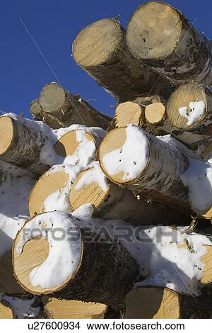 Picture - Blue, Clear Sky, Close-Up, Day, Firewood. Fotosearch
